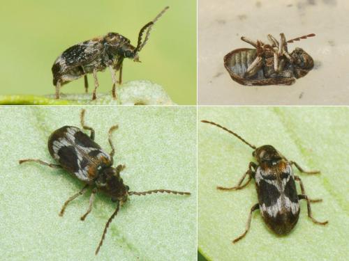 Ptinomorphus regalis